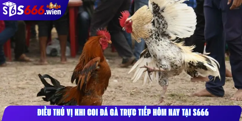 Điều thú vị khi coi đá gà trực tiếp hôm nay tại S666
