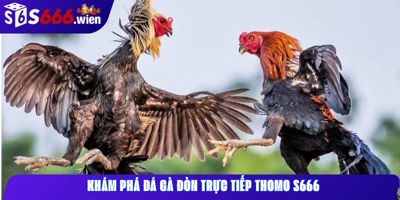 Khám phá đá gà đòn trực tiếp Thomo S666