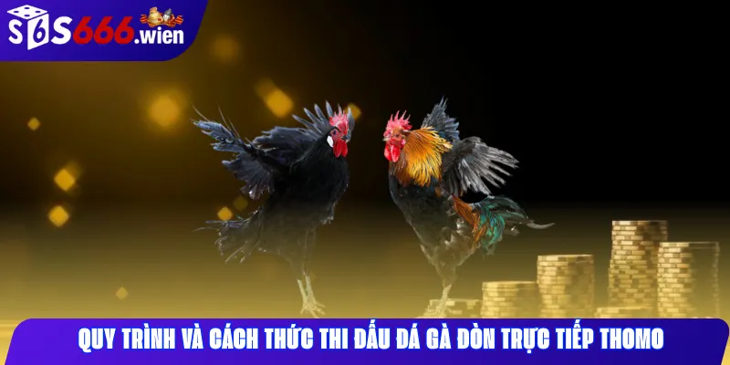 Quy trình và cách thức thi đấu đá gà đòn trực tiếp Thomo