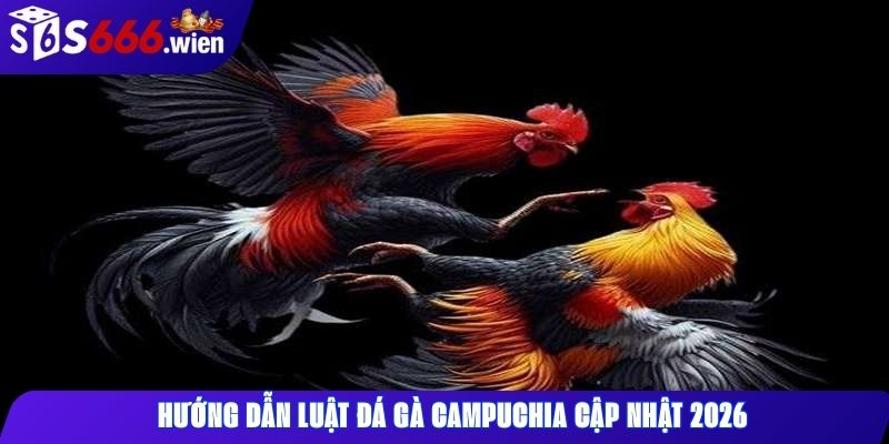 Hướng dẫn luật đá gà Campuchia cập nhật 2026
