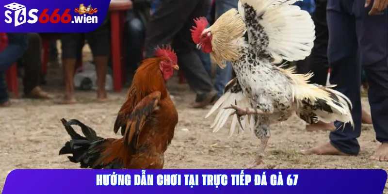 Hướng dẫn chơi tại trực tiếp đá gà 67